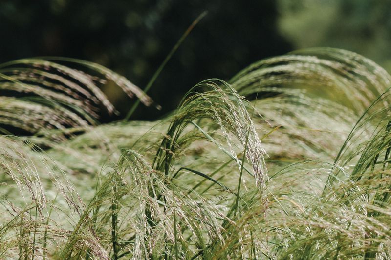Weeping Lovegrass (Eragrostis Curvula)
