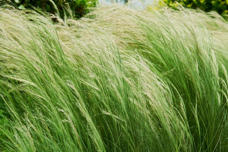 Weeping Lovegrass Weeping Lovegrass
