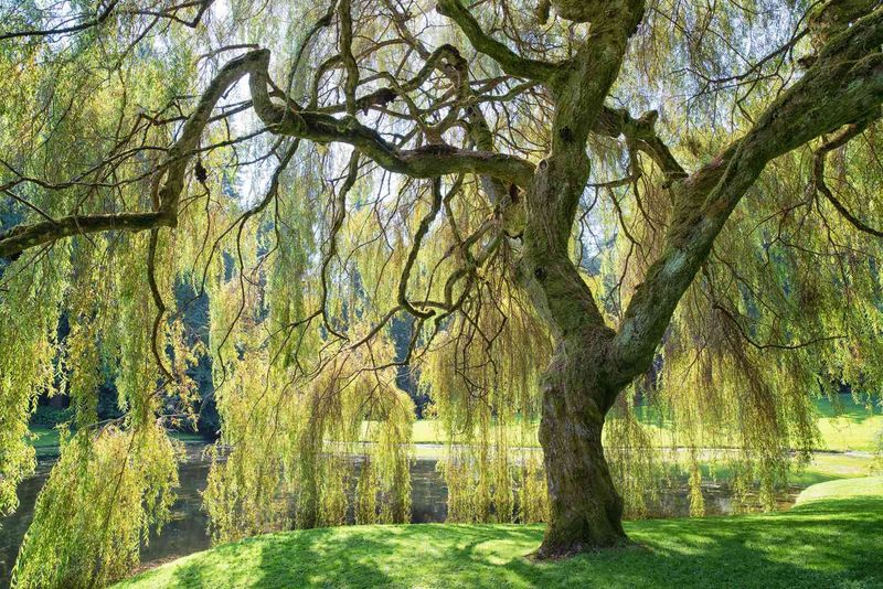 Weeping Willow Roots Need A Large Wet Space