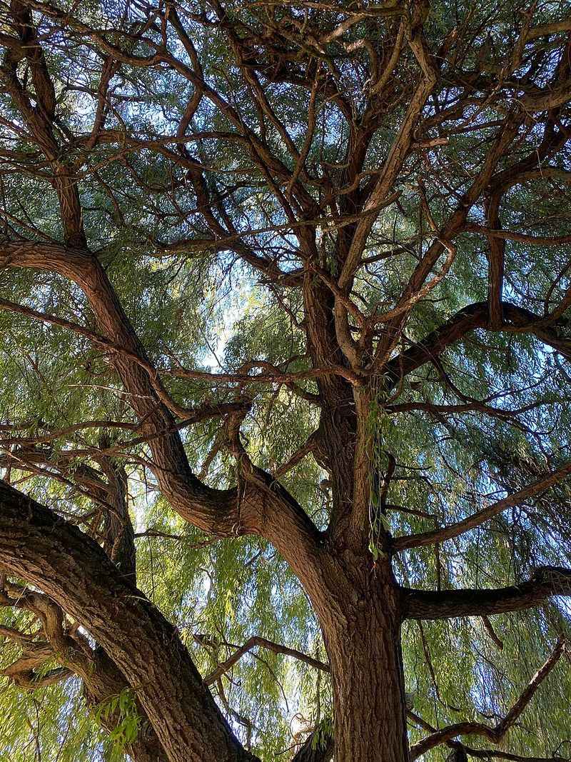 Weeping Willow Roots Spread Too Far