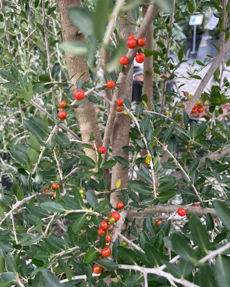 Weeping Yaupon Holly Weeping Yaupon Holly