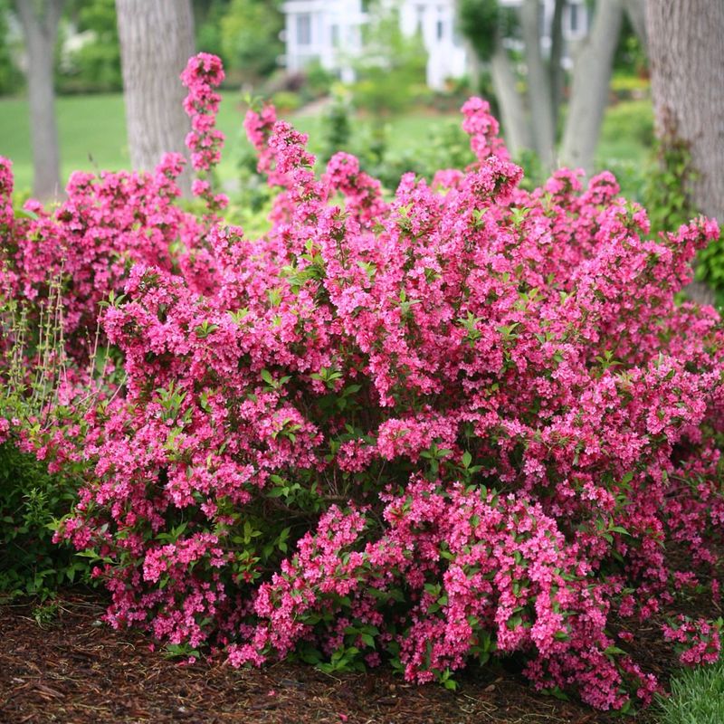 Weigela Adds Flowers Where Boxwood Only Adds Green
