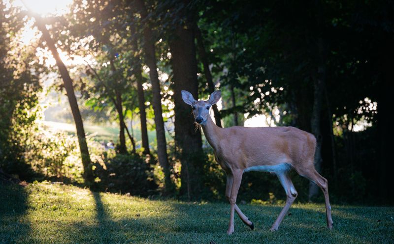 Welcoming Deer Into The Yard