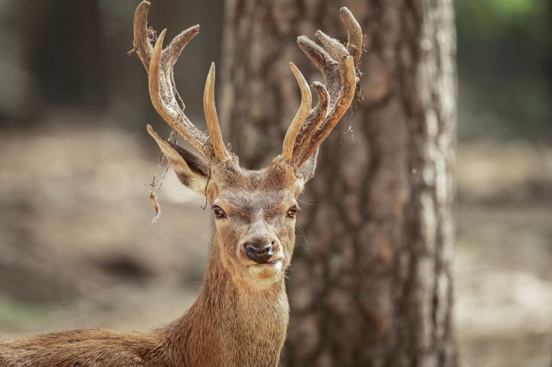 Welcoming Deer Into Your Yard Without Barriers