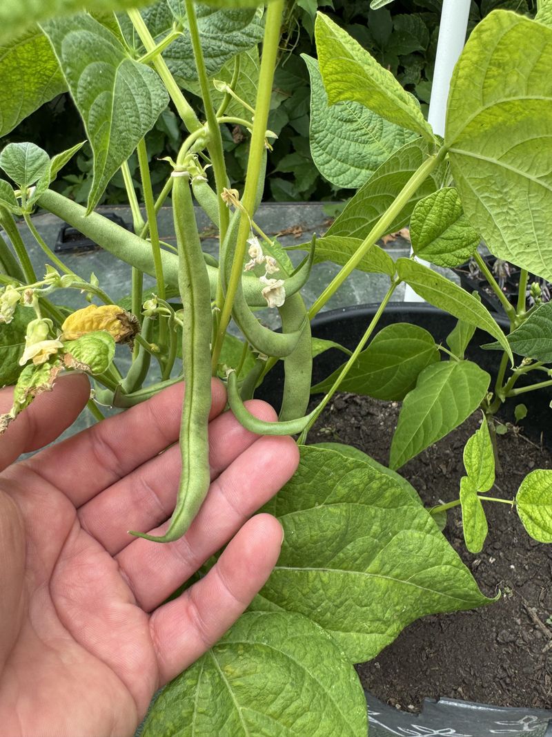 Well-Drained Soil Helps Beans Grow Better Well-Drained Soil Helps Beans Grow Better