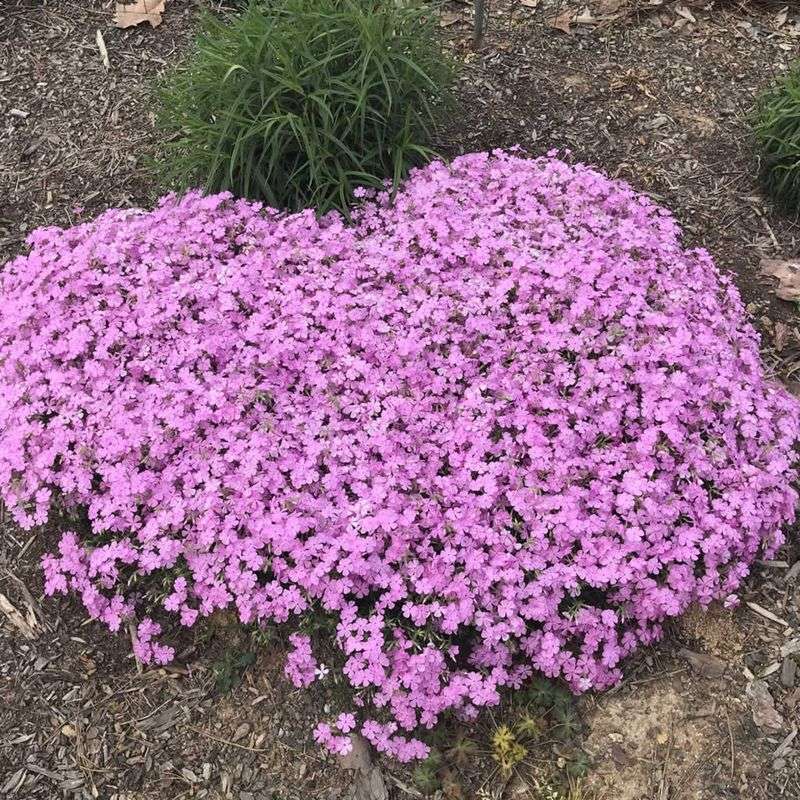 Well-Drained Soil Helps It Spread
