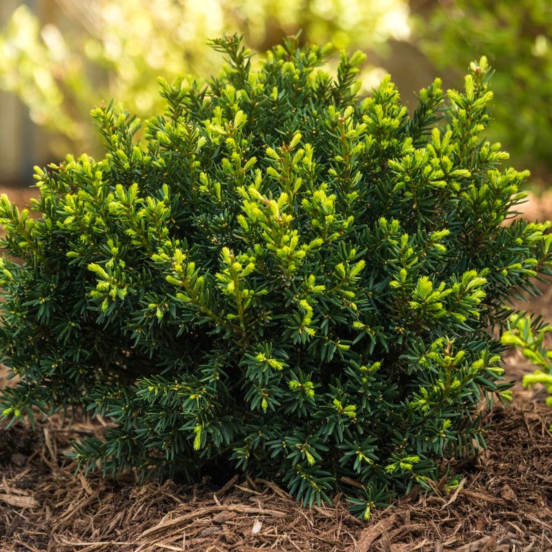 Well-Drained Soil Helps Taxus Stay Healthy Well-Drained Soil Helps Taxus Stay Healthy