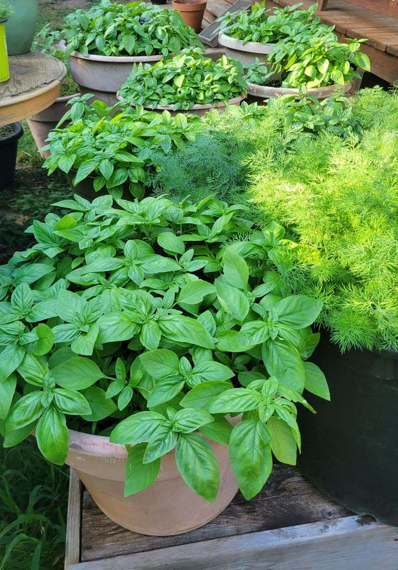 Well Drained Soil Keeps Growth Steady