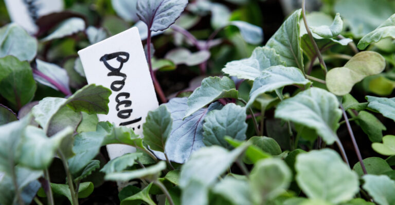 West Virginia Gardeners Who Start Broccoli Seeds Indoors Win At Fall Harvests