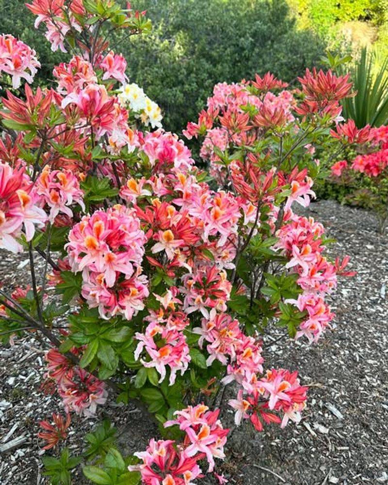 Western Azalea Makes An Entry Smell Expensive Western Azalea Makes An Entry Smell Expensive