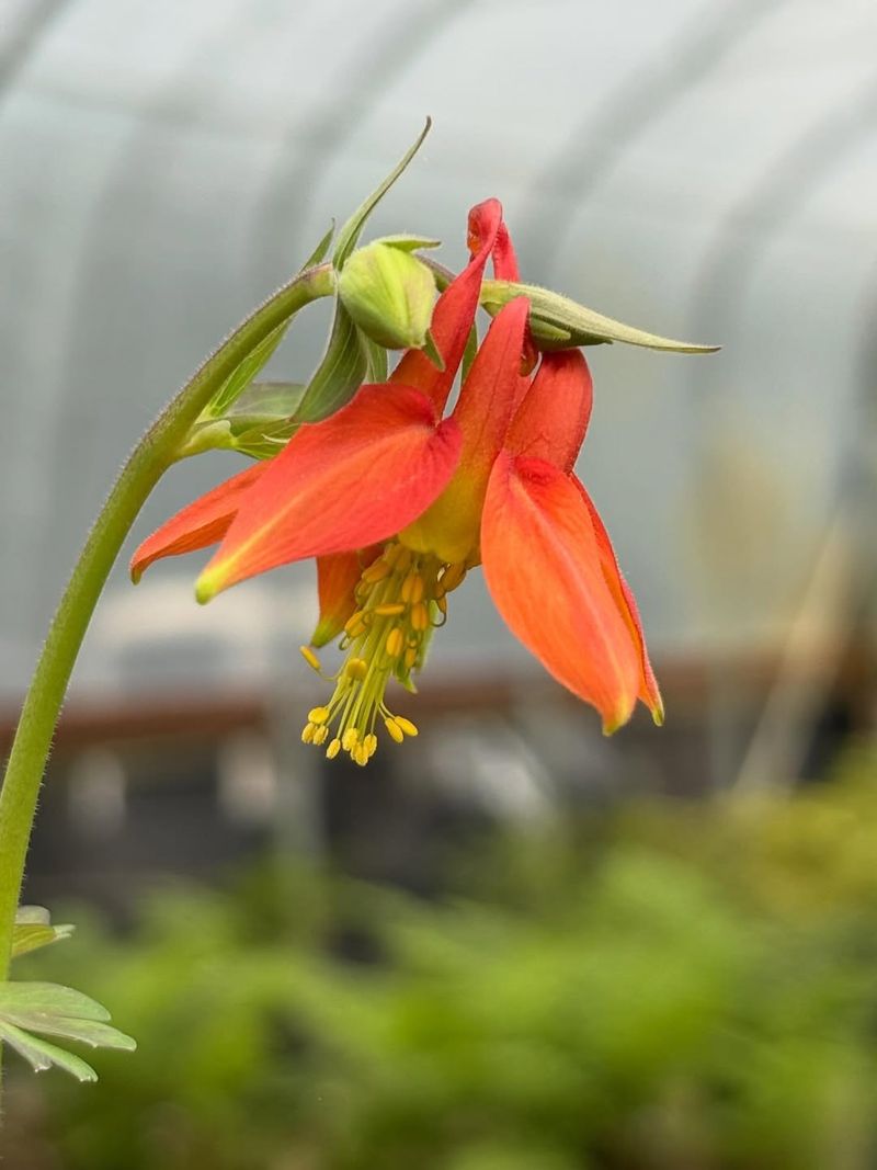 Western Columbine Supports Pollinators In Light Shade Western Columbine Supports Pollinators In Light Shade