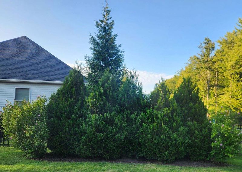 Western Red Cedar Needs More Room Than A Fence Edge Western Red Cedar Needs More Room Than A Fence Edge