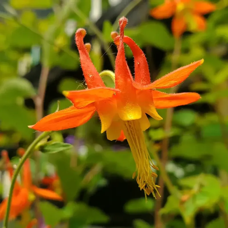 Western Red Columbine Fits Flexible Borders Western Red Columbine Fits Flexible Borders