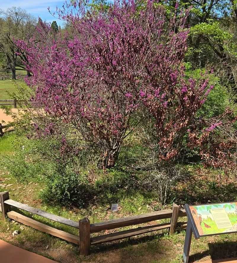 Western Redbud