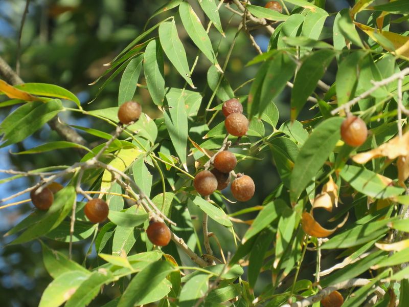 Western Soapberry Adds Seasonal Interest With Minimal Care Western Soapberry Adds Seasonal Interest With Minimal Care