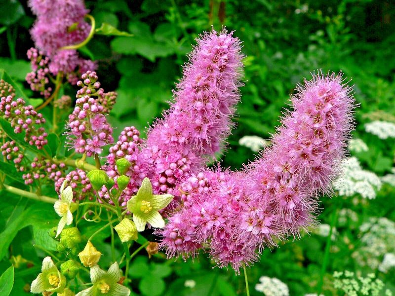 Western Spiraea Softens Wet Edges With Summer Flowers Western Spiraea Softens Wet Edges With Summer Flowers