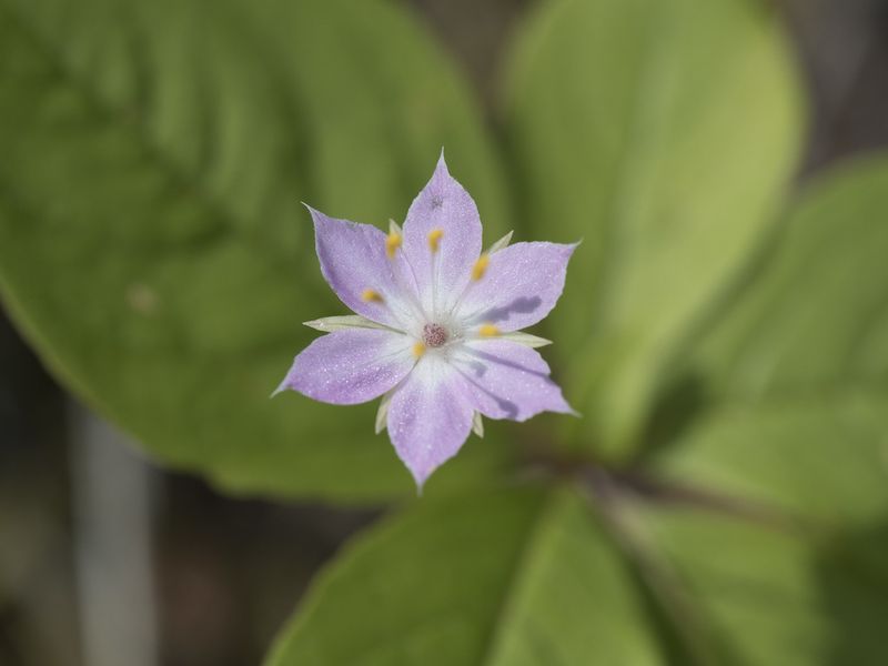 Western Starflower Adds A Soft Woodland Layer Instead Of Bark