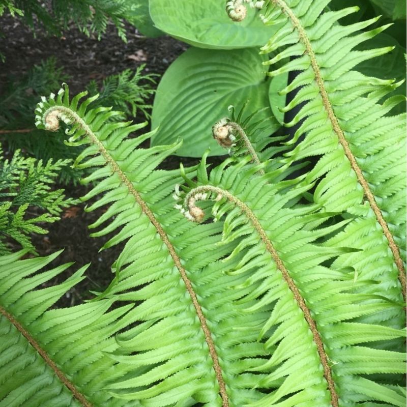 Western Sword Fern Creates A Thick Evergreen Wall Of Fronds Western Sword Fern Creates A Thick Evergreen Wall Of Fronds
