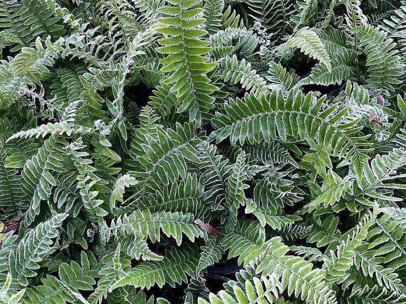 Western Sword Fern Fills Deep Shade Western Sword Fern Fills Deep Shade