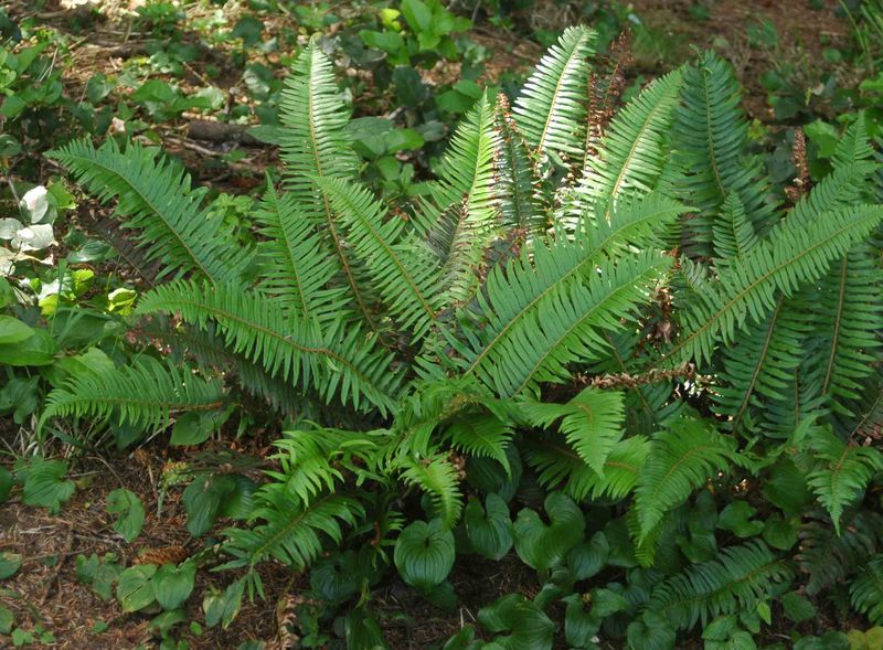 Western Sword Fern Handles Deep Shade Western Sword Fern Handles Deep Shade
