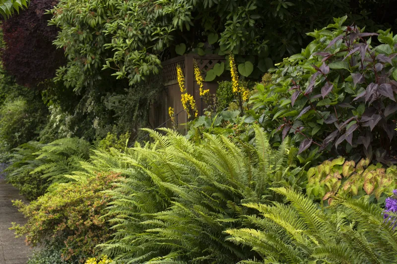 Western Sword Fern Shades Bare Soil