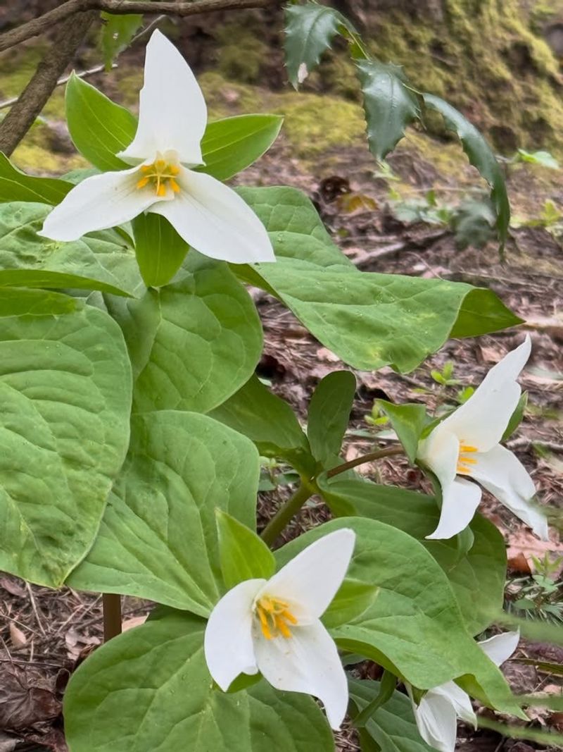 Western Trillium Fills Shady Spots Western Trillium Fills Shady Spots