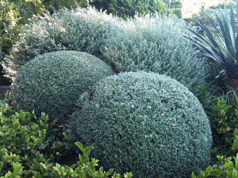 Westringia Handles Heat With Clean Evergreen Shape Westringia Handles Heat With Clean Evergreen Shape