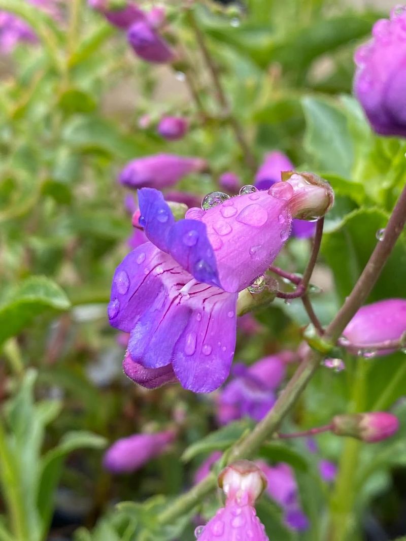 Westside Gardens Are Its Sweet Spot