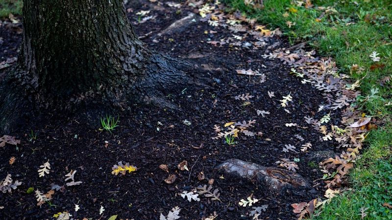 Wet Bark Can Invite Bigger Problems Wet Bark Can Invite Bigger Problems