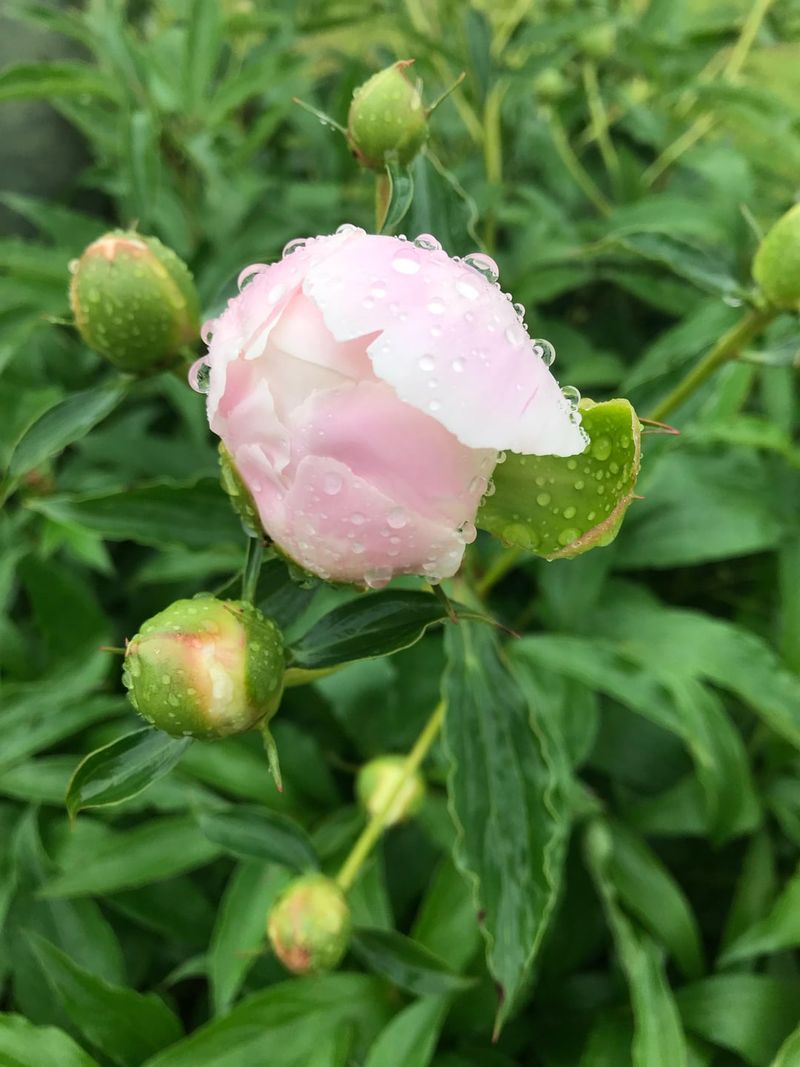 Wet Leaves And Flowers Help The Disease Spread