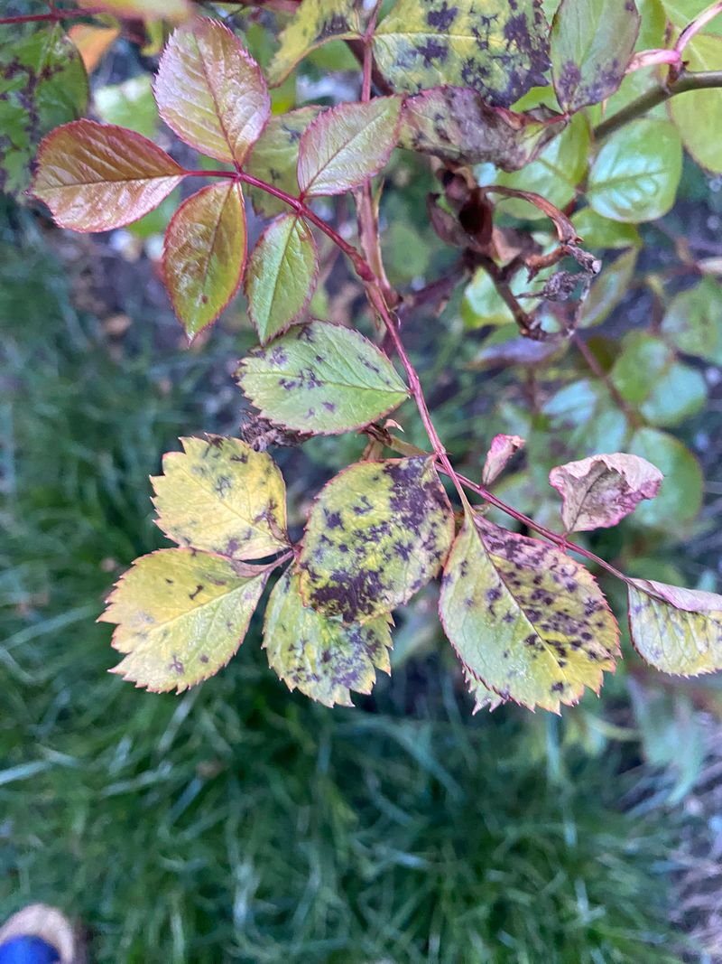 Wet Leaves Invite More Trouble