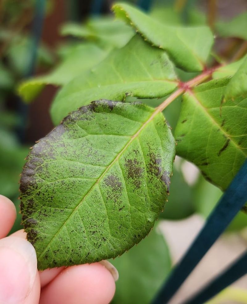 Wet Leaves Make The Problem Worse