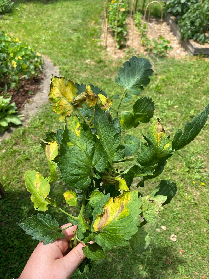 Wet Leaves Raise Disease Pressure