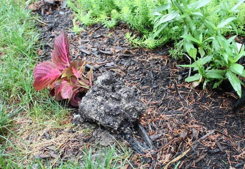 Wet Mulch Keeps Hidden Areas Too Comfortable Wet Mulch Keeps Hidden Areas Too Comfortable