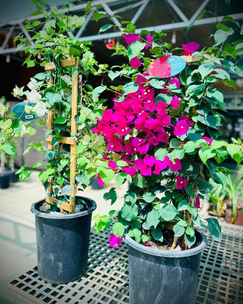 Wet Roots Can Lead To Leaves Instead Of Flowers