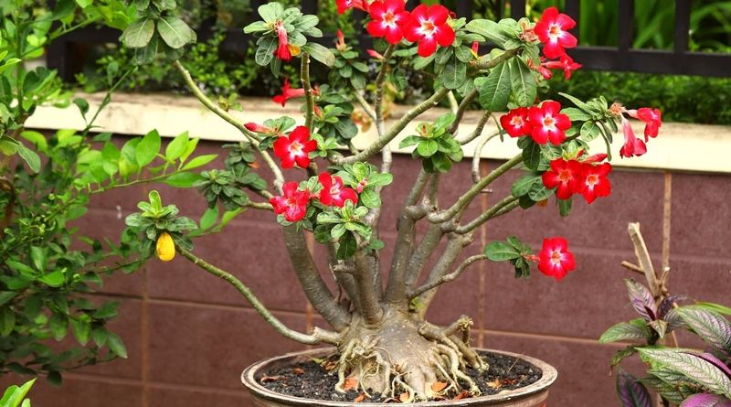 Wet Roots Put Flowers On Hold Fast Wet Roots Put Flowers On Hold Fast