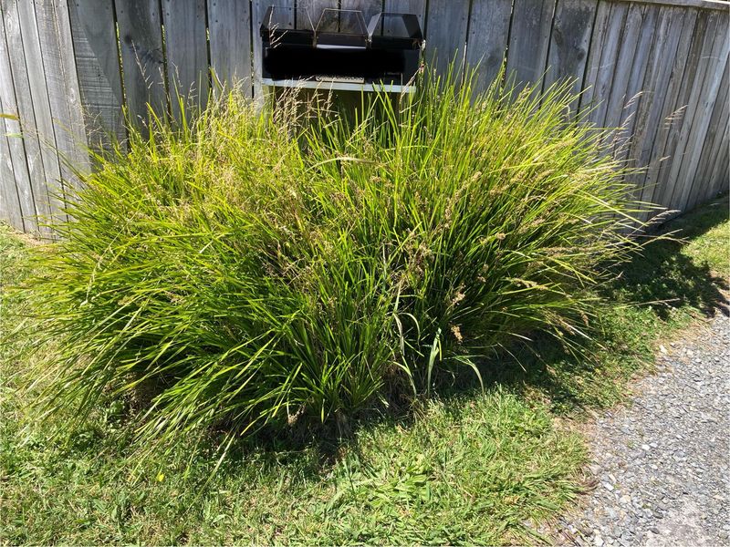 Wet Sites Match Its Natural Habitat