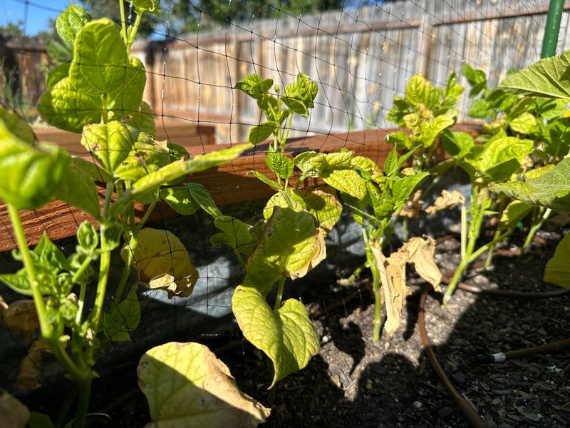Wet Soil Can Stress Green Bean Plants Wet Soil Can Stress Green Bean Plants