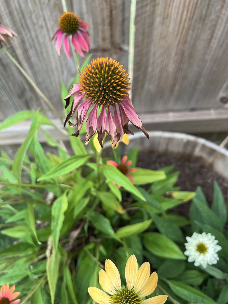 Wet Soil Can Weaken Coneflowers Wet Soil Can Weaken Coneflowers