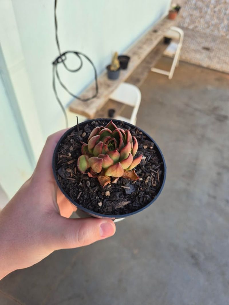 Wet Soil During Heat Waves Can Make Succulents Collapse