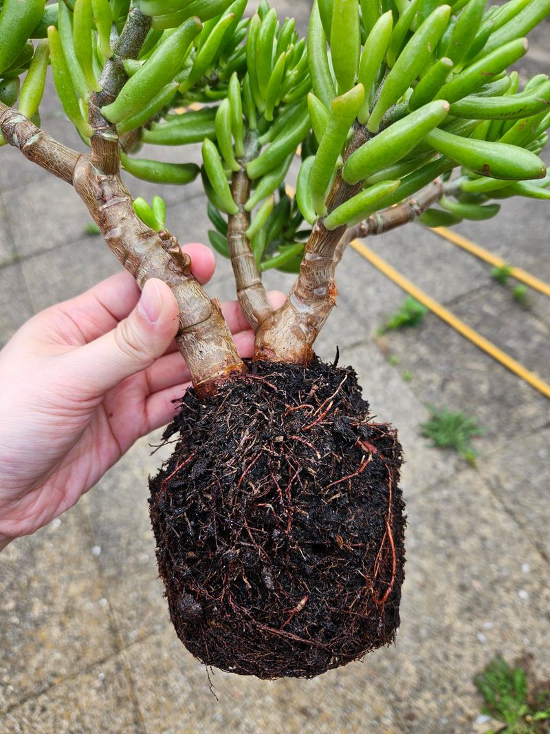 Wet Soil Makes Containers Too Heavy