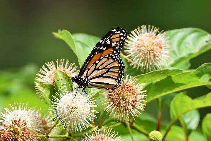 Wet Spots That Offer Monarchs Nothing Become Productive Habitat 
