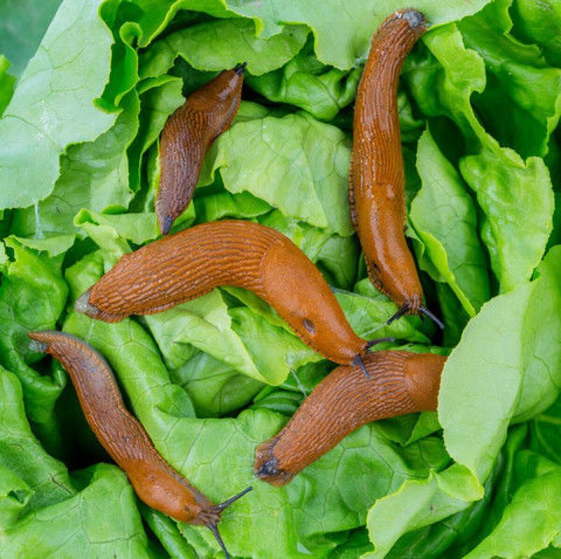 Wet Weather Gives Spanish Slugs The Perfect Opening