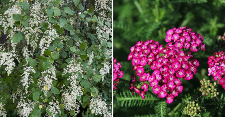 Wet Winters And Dry Summers Do Not Intimidate These 7 Oregon Garden Plants