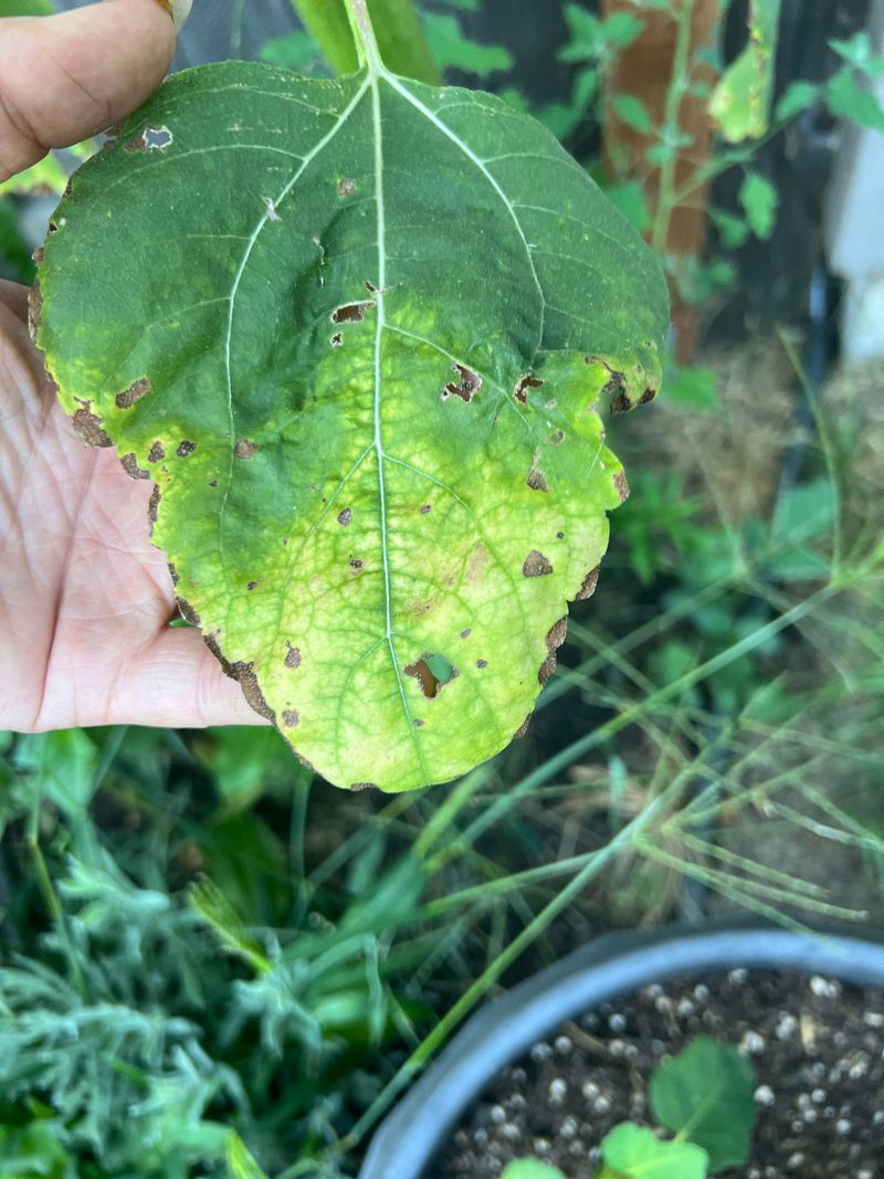 Wetting Leaves During The Hottest Part Of The Day