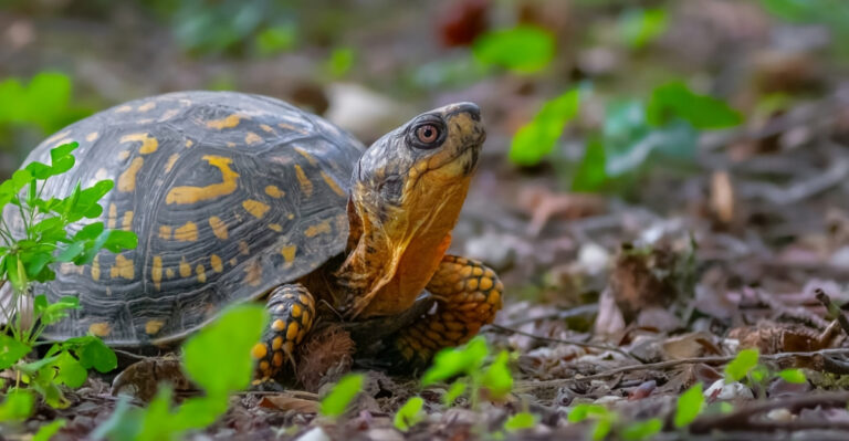 What A Box Turtle Near Your Garden Beds Says About Your New York Yard