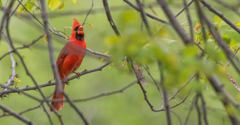 What A Cardinal Lingering In Your Kansas Yard Is Actually Telling You