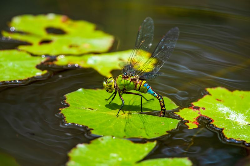 What A Dragonfly Sighting Can Tell You About Your Yard's Health
