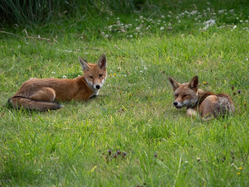 What A Fox Visit Actually Tells You About Your Yard's Health What A Fox Visit Actually Tells You About Your Yard's Health