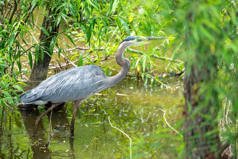 What A Heron's Visit Tells You About Your Yard